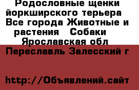 Родословные щенки йоркширского терьера - Все города Животные и растения » Собаки   . Ярославская обл.,Переславль-Залесский г.